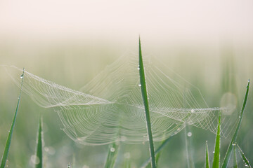 Spiders and cobwebs in the fields.