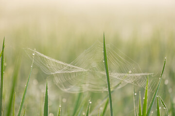 Spider web in the field.