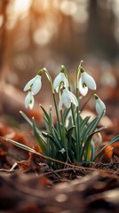 Cluster of Snowdrops Sprouting From the Earth in Early Spring