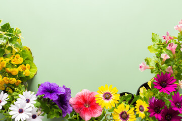 Spring decoration of a home balcony or terrace with flowers, Osteospermum and Calceolaria, Mimulus...