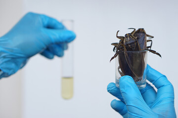 Close up scientist holds giant water bug or pimp to do science experiment about smell extract to...