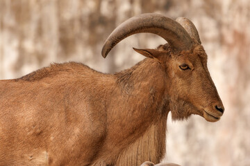 Fototapeta premium Close up of barbary sheep (ammotragus lervia) standing on the rock