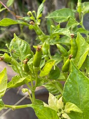 Young chilli seedlings in potted nursery trays are prepared to be planted in the soil