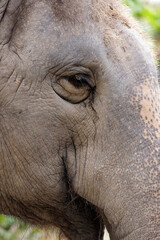 close up of an elephant face and right eye