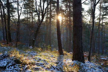 Forest path in winter season. Fontainebleau forest