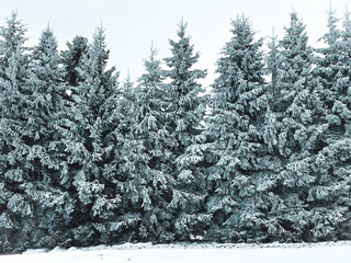 snow covered pine trees