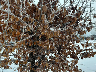 
brown Dried leaves with ice crystals during winter in winter landscape
