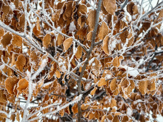 
brown Dried leaves with ice crystals during winter in winter landscape
