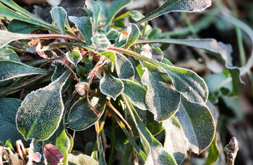 Erba-lombrica pelosetta,  ghiaccio sulle foglie della piccola pianta