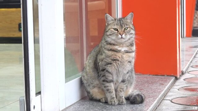 Fluffy cat sits at automatic door cafe entrance and looks at passers-by