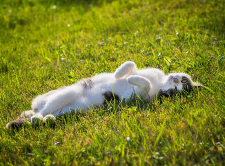Cute cat lying in the grass