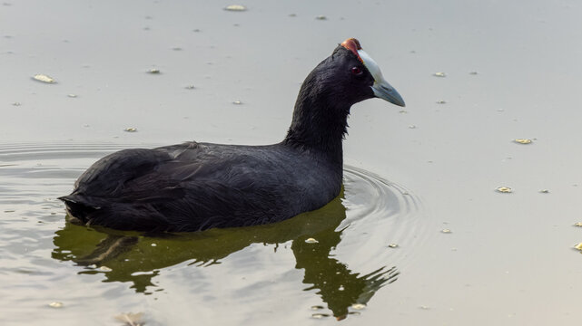 Red Knobbed Coot water bird