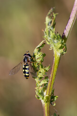 Close up of hoverfly