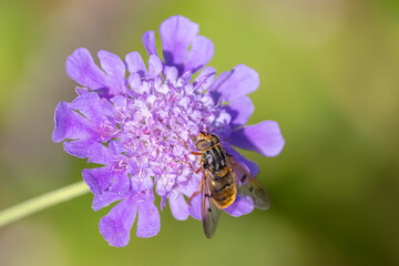 Close up of hoverfly