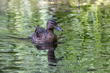 Female duck