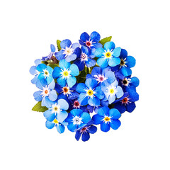 beautiful bouquet of delicate modest blue forget-me-nots, isolated, spring gift element, women's day gift