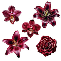 set of beautiful bright burgundy red flowers lily, rose, orchid, gift for women's day, spring design element, isolated