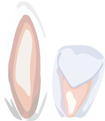 Cute happy easter element illustration on transparent background.