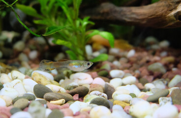 A young male guppy fish (Poecilia reticulata) swims in an aquarium, selective focus, horizontal orientation.