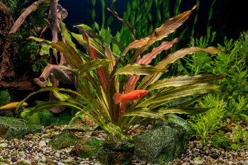 Water plant Echinodorus Red Flame in tropical freshwater aquarium.