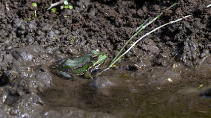 Frog sitting in a pond