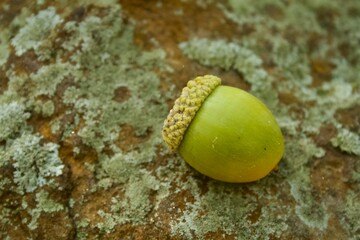 green acorn on stone