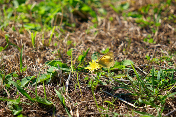 タンポポの花で休むチョウ