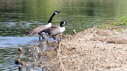 Pair of Canada Geese