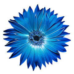 Blue  gerbera  flower  on   isolated background with clipping path. Closeup. For design. ...