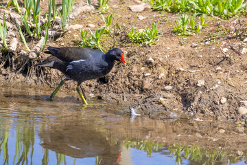 Waterbird, Moorhen walking