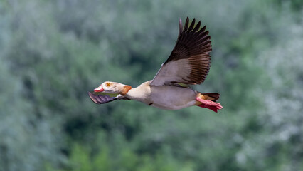 Goose in flight