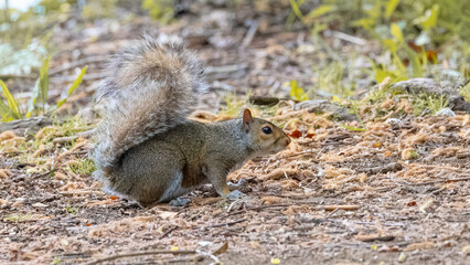 Grey Squirrel