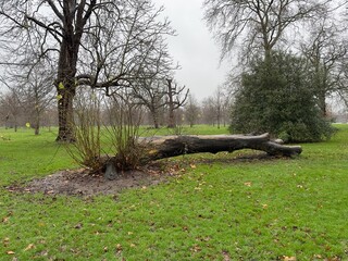 old tree in the park