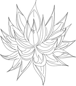Hand drawn succulent plant illustration on transparent background.
