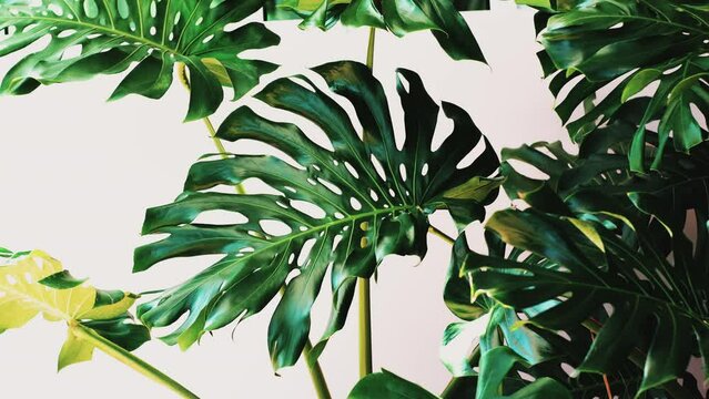 green Monstera deliciosa leaves swaying in the wind against a white background, air-purifying plants Indoor House Plants