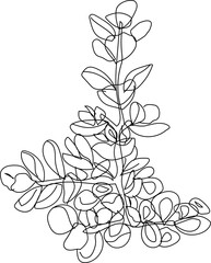 Hand drawn succulent plant illustration on transparent background.
