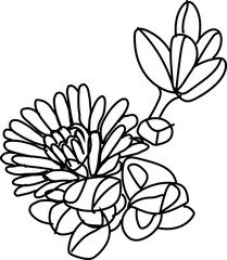 Hand drawn succulent plant illustration on transparent background.
