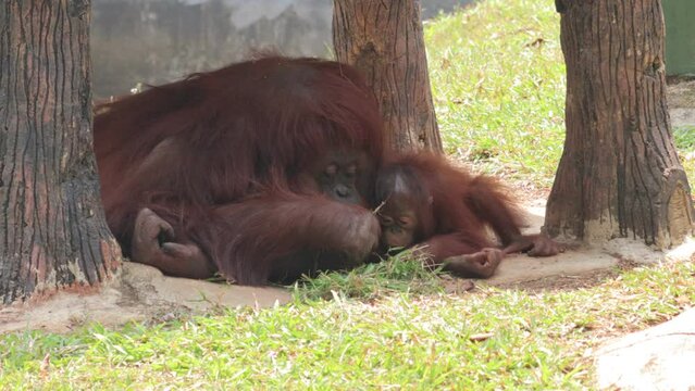 close up of cute orangutan mother and child eating grass