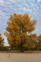 autumn tree in the park