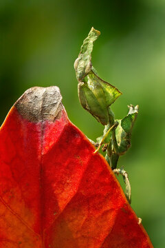 The Green Ghost Mantis (Phyllocrania paradoxa) is a species that has a beautiful leaf-like body.
