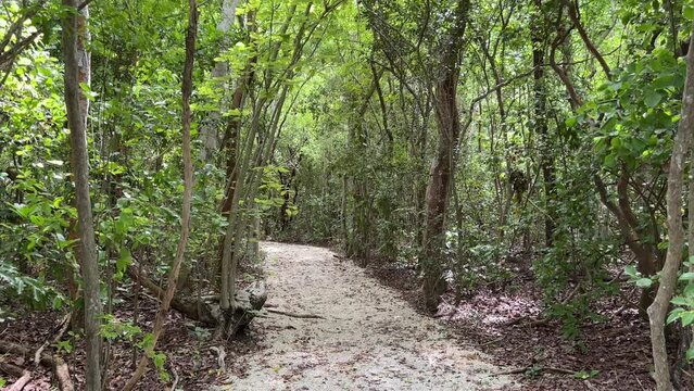 A rock pathway trail during a sunny day in the tropical woods in the Florida Keys.