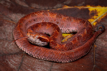 Malayan Pit Viper (Calloselasma rhodostoma) is endemic to Southeast Asia, from Thailand to Malaysia, and Indonesia.
