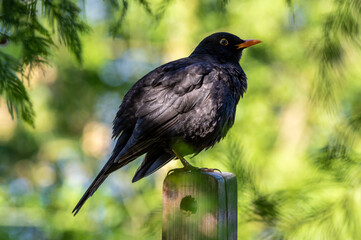 kos zwyczajny (Turdus merula) pojedynczy czarny ptak na rozmytym tle © Henryk Niestrój