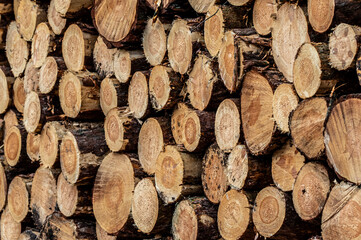 pocięte drewno i drzewa na stosie w lesie © Henryk Niestrój