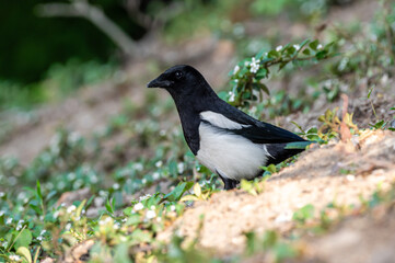 sroka ptak czarno-biały z krukowatych