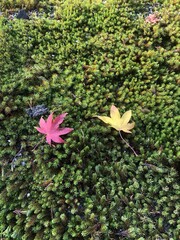 苔の上の紅葉の葉