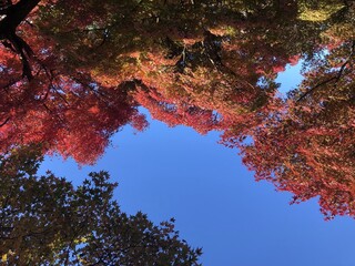 紅葉のもみじと青空