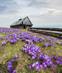Purple Crocus flowers in spring mountain
