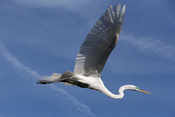 Great Egret adult flying