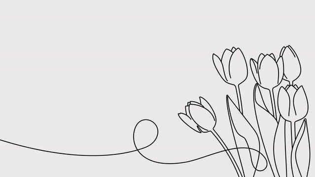 Continuous one line drawing of beautiful spring flowers graphic animation. Alpha channel. Single line art bouquet of pink tulips on transparent background motion design. 4K resolution